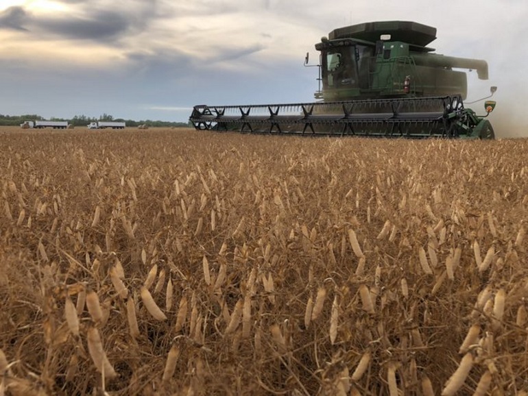 Yellow pea harvest